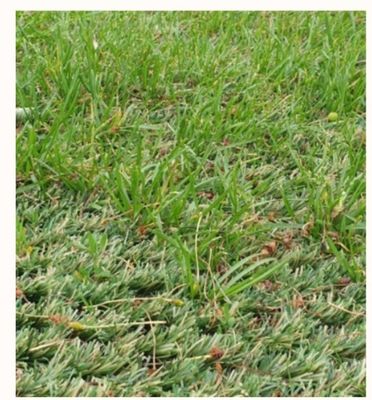 Thảm cỏ nhân tạo lai có chiều cao cọc 25 mm với khả năng chống mài mòn cực cao khi rải hỗn hợp với cỏ tự nhiên