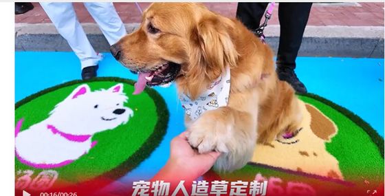 Kháng UV Màu sắc tùy chỉnh Cỏ nhân tạo cho vườn ươm và vật nuôi với bảo trì thấp
