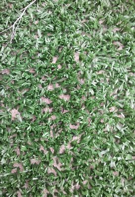 14mm Đồi cao mật độ cao chống tia UV sân tennis cỏ nhân tạo cho các môn thể thao đa chức năng ngoài trời