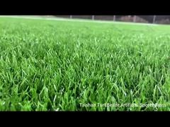 Dự án mới Taishan Belize Sân cỏ nhân tạo thể thao